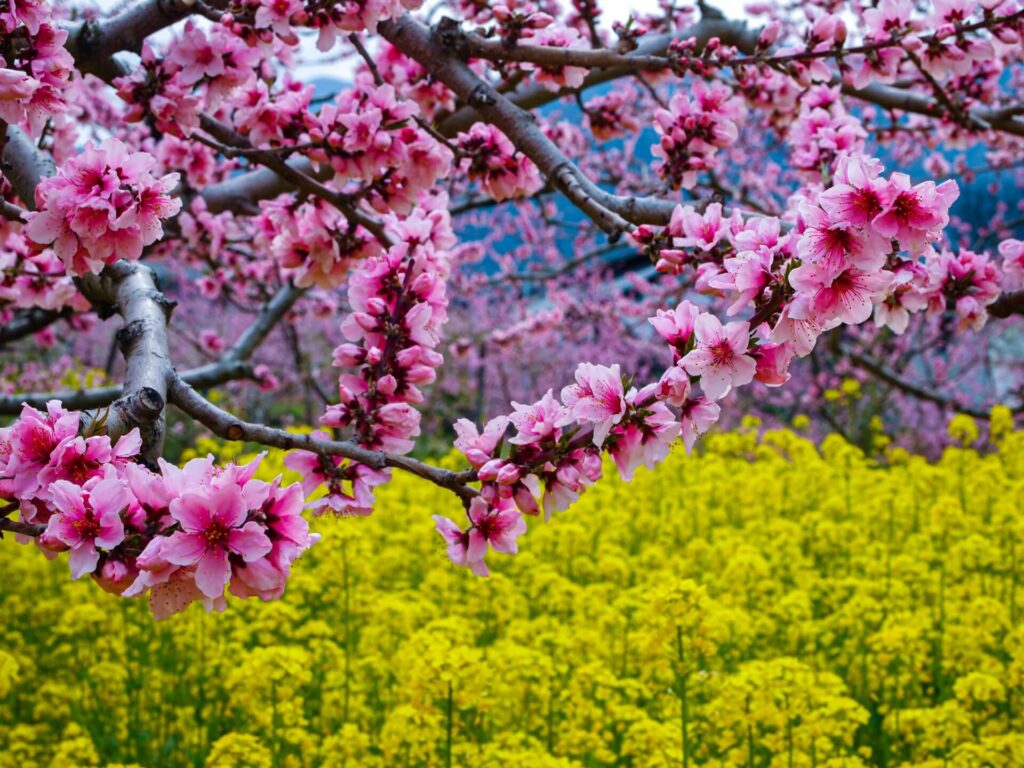 山梨の直売所やアウトレット巡りの後は｜「かげつ」でお待ちしております